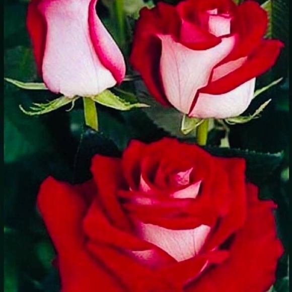 Meet your Posher, Soledad - Picture 1 of 1